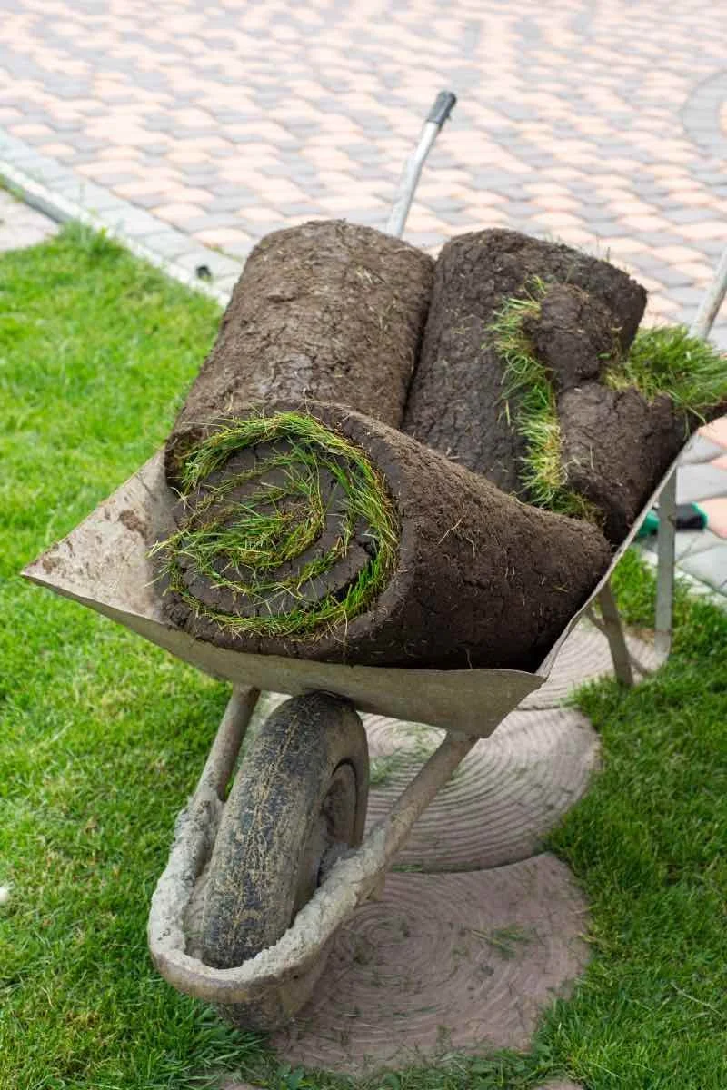Fresh sod being professionally laid in a Houston TX yard